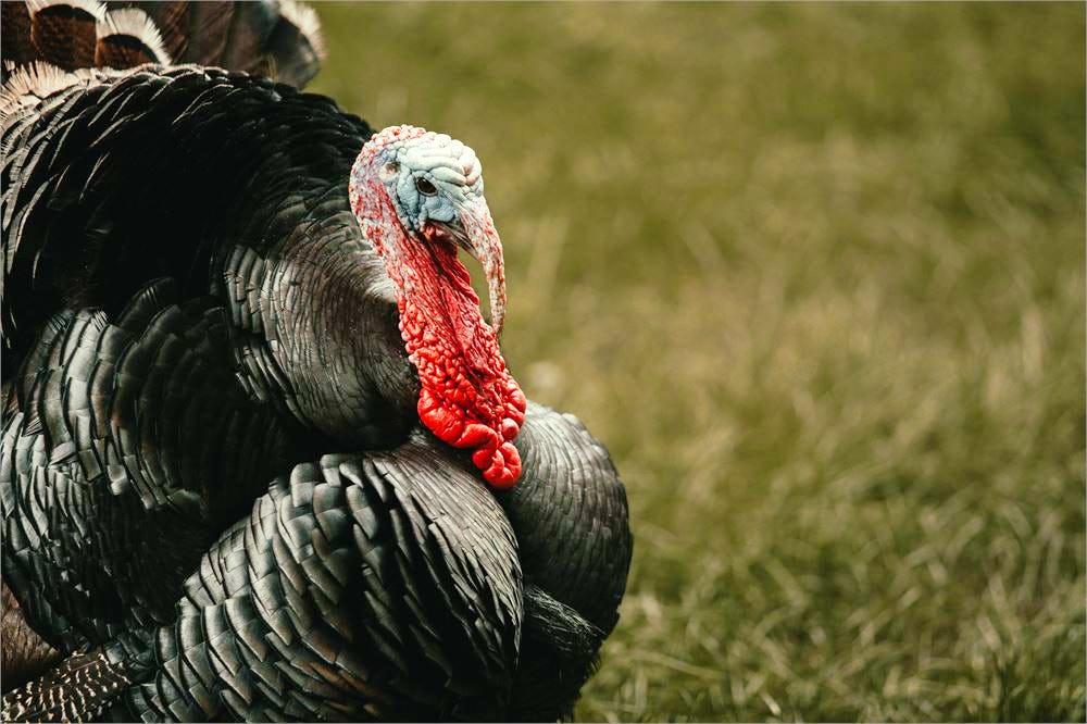 Close up image of a large black turkey in a field