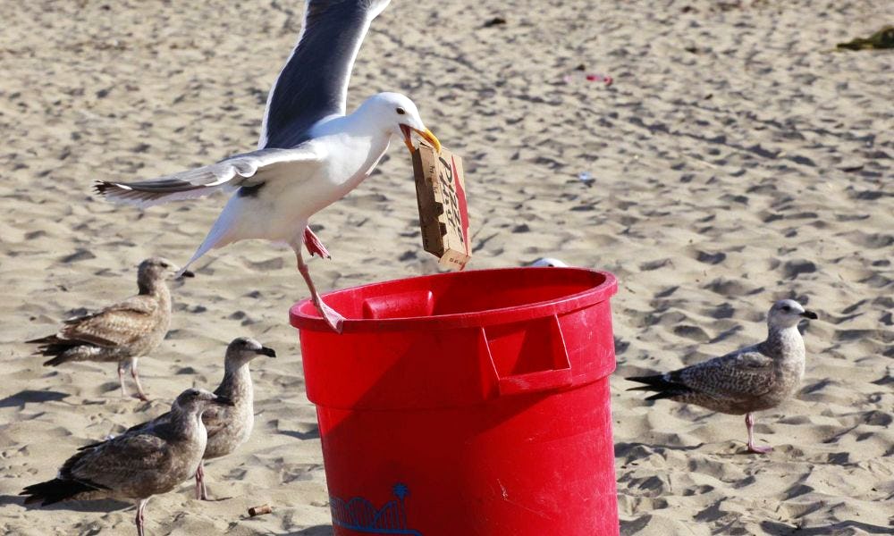 Deliveroo launches ‘Chipwatch’ teams to protect Brighton beachgoers from seagull chip-thieves