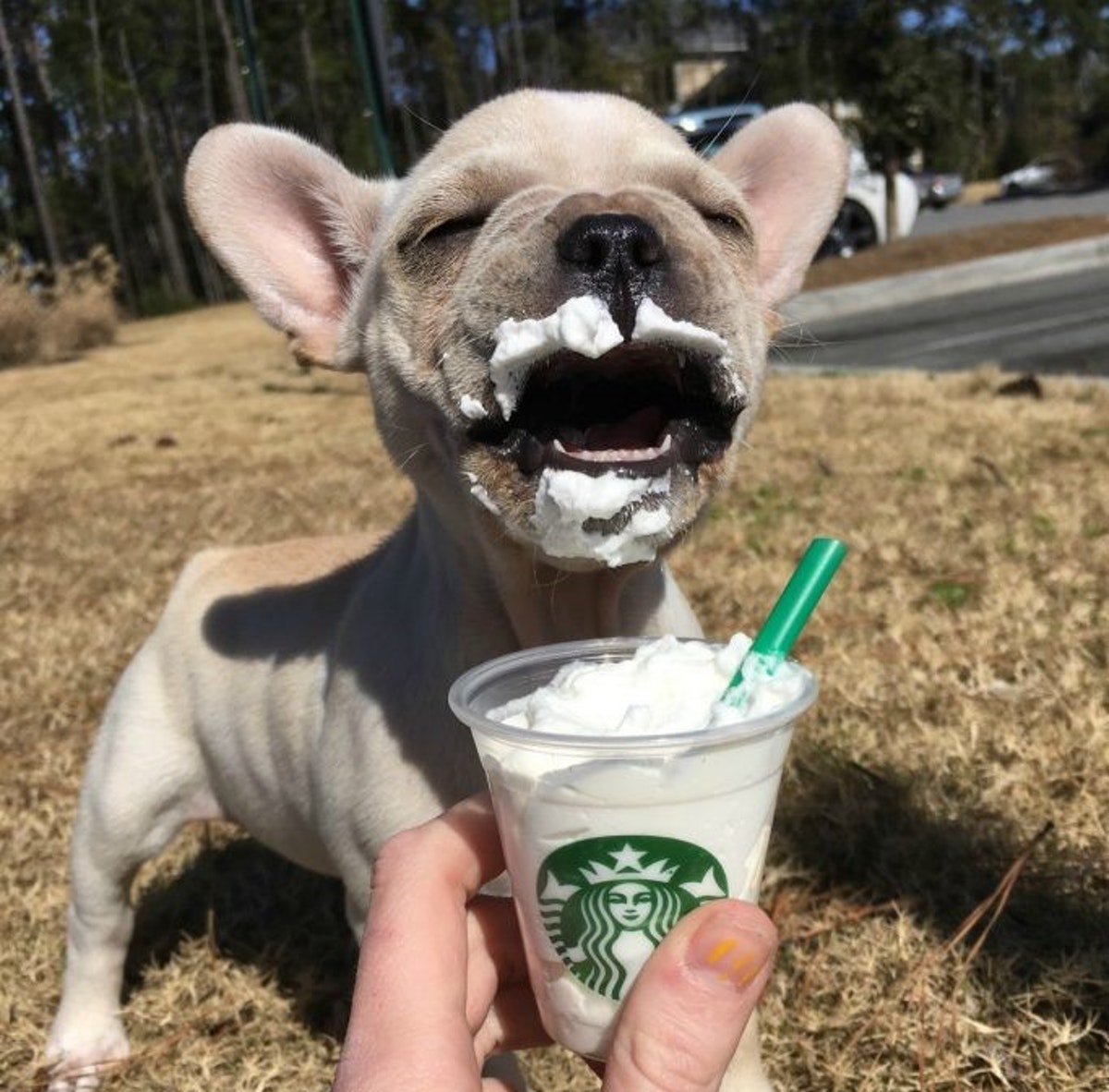 What Is A Puppucino